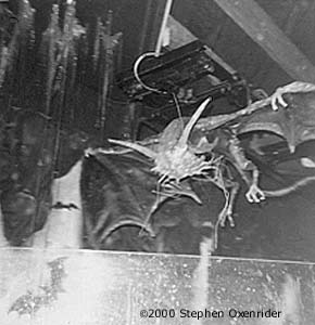 Bats Inside Mill Chute